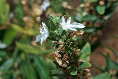 APII jpeg image of Teucrium integrifolium  © contact APII