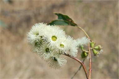 APII jpeg image of Eucalyptus tetrodonta  © contact APII