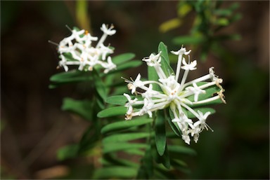 APII jpeg image of Pimelea linifolia  © contact APII