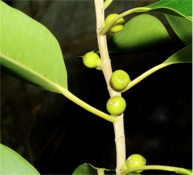 APII jpeg image of Ficus obliqua  © contact APII