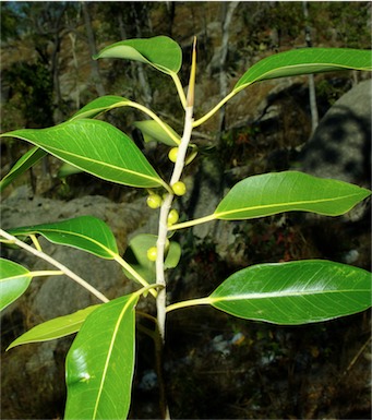 APII jpeg image of Ficus obliqua  © contact APII