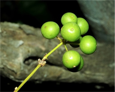 APII jpeg image of Smilax elliptica  © contact APII