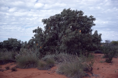 APII jpeg image of Banksia ashbyi  © contact APII