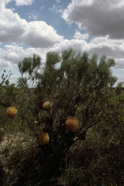 APII jpeg image of Banksia leptophylla var. leptophylla  © contact APII