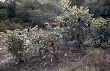 APII jpeg image of Banksia robur  © contact APII