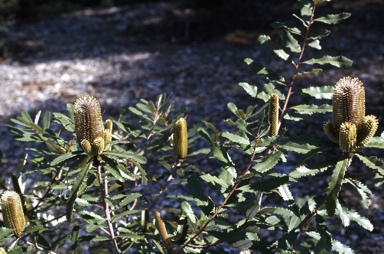 APII jpeg image of Banksia oblongifolia  © contact APII