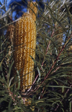 APII jpeg image of Banksia spinulosa var. collina  © contact APII