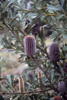 APII jpeg image of Banksia oreophila  © contact APII