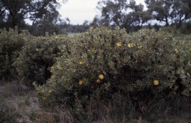 APII jpeg image of Banksia heliantha  © contact APII