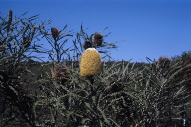 APII jpeg image of Banksia speciosa  © contact APII