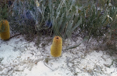 APII jpeg image of Banksia petiolaris  © contact APII