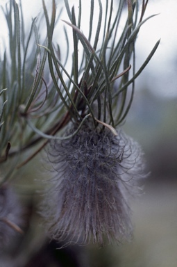 APII jpeg image of Banksia splendida  © contact APII