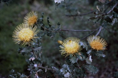 APII jpeg image of Banksia undata  © contact APII