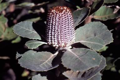 APII jpeg image of Banksia coccinea  © contact APII