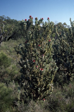 APII jpeg image of Banksia coccinea  © contact APII