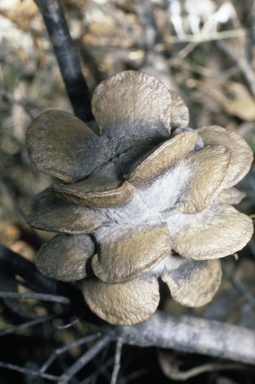 APII jpeg image of Banksia laricina  © contact APII