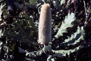 APII jpeg image of Banksia solandri  © contact APII