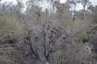 APII jpeg image of Banksia laricina  © contact APII