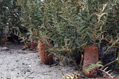 APII jpeg image of Banksia repens  © contact APII