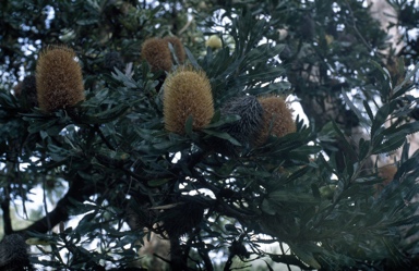 APII jpeg image of Banksia serrata  © contact APII