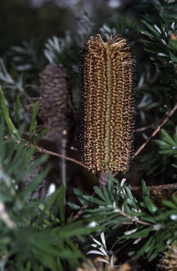 APII jpeg image of Banksia spinulosa  © contact APII