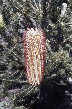 APII jpeg image of Banksia ericifolia  © contact APII