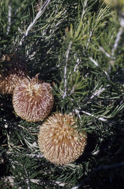 APII jpeg image of Banksia scabrella  © contact APII