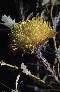 APII jpeg image of Banksia heliantha  © contact APII