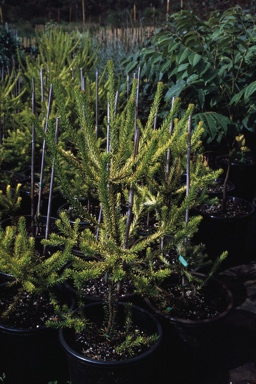 APII jpeg image of Banksia ericifolia 'Limelight'  © contact APII