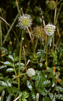 APII jpeg image of Acaena novae-zelandiae  © contact APII