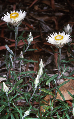 APII jpeg image of Helichrysum leucopsideum  © contact APII