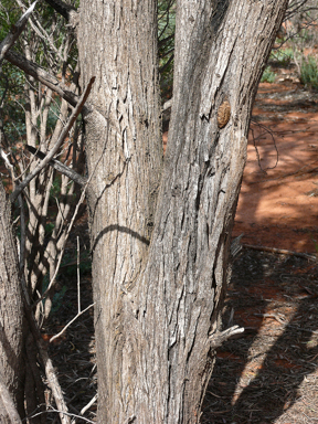 APII jpeg image of Acacia aneura  © contact APII