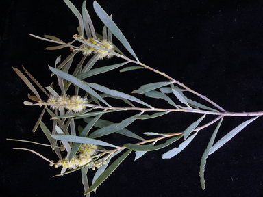 APII jpeg image of Acacia oswaldii  © contact APII