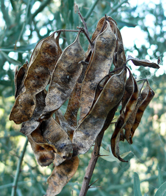 APII jpeg image of Acacia victoriae  © contact APII