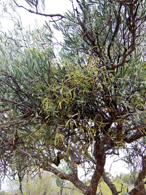 APII jpeg image of Amyema miraculosa subsp. boormanii  © contact APII