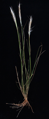 APII jpeg image of Austrostipa hemipogon  © contact APII