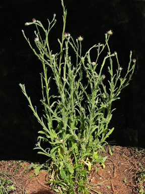 APII jpeg image of Centaurea melitensis  © contact APII