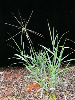 APII jpeg image of Enteropogon acicularis  © contact APII