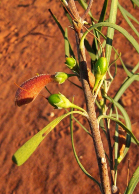APII jpeg image of Eremophila longifolia  © contact APII