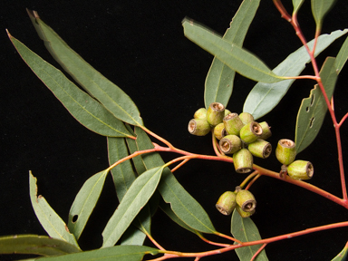 APII jpeg image of Eucalyptus incrassata  © contact APII