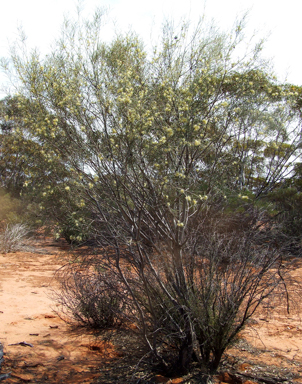 APII jpeg image of Hakea leucoptera subsp. leucoptera  © contact APII