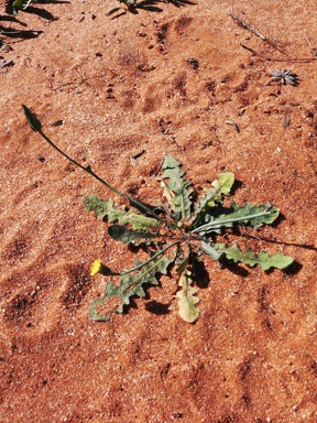 APII jpeg image of Hypochaeris glabra  © contact APII