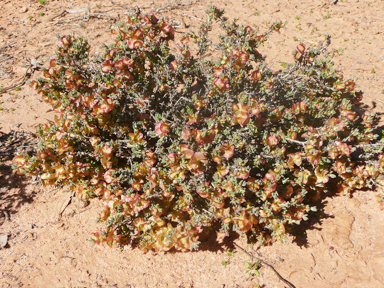 APII jpeg image of Maireana turbinata  © contact APII