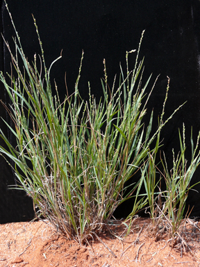 APII jpeg image of Paspalidium constrictum  © contact APII