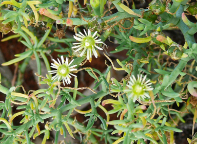 APII jpeg image of Mesembryanthemum granulicaule  © contact APII