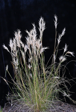 APII jpeg image of Rytidosperma caespitosum  © contact APII