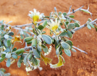 APII jpeg image of Scaevola spinescens  © contact APII