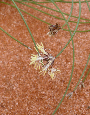 APII jpeg image of Schoenus subaphyllus  © contact APII