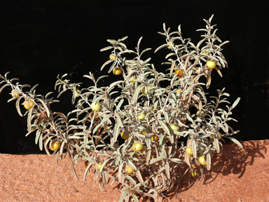APII jpeg image of Solanum coactiliferum  © contact APII