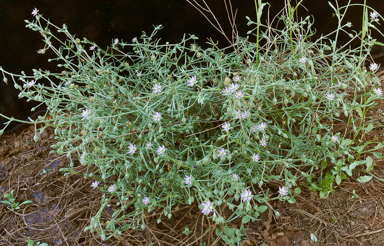 APII jpeg image of Spergularia diandra  © contact APII